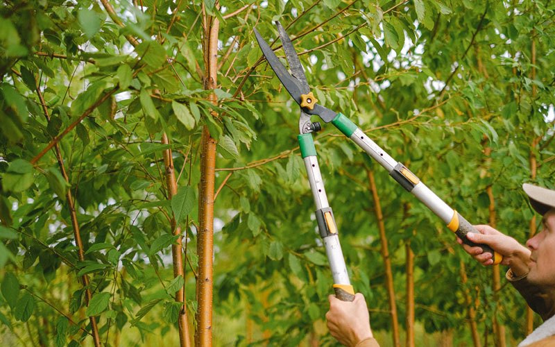 Tree trimming in Percival, IA